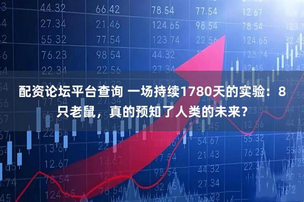配资论坛平台查询 一场持续1780天的实验：8只老鼠，真的预知了人类的未来？